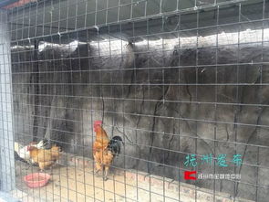 夢(mèng)湖動(dòng)物園 當(dāng)“動(dòng)物園”邂逅家禽養(yǎng)殖，一場(chǎng)關(guān)于認(rèn)知與期待的碰撞
