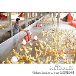 佛山市塑料養(yǎng)殖網(wǎng)價(jià)格解析 從塑料平網(wǎng)到養(yǎng)雞網(wǎng)養(yǎng)鴨網(wǎng)的批發(fā)選購(gòu)指南