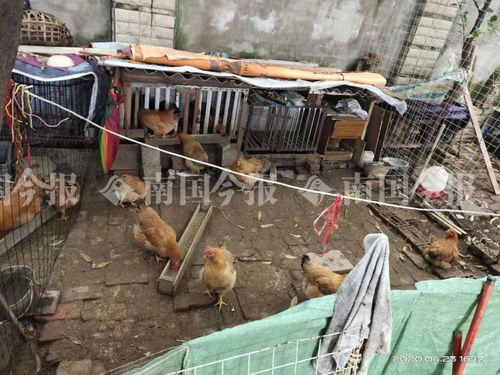 小區(qū)藏匿300多只雞？！城管街道聯(lián)合出擊還居民寧?kù)o生活