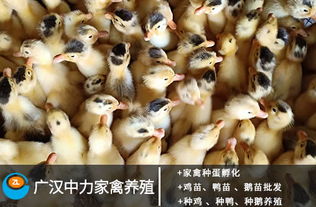 四川家禽養(yǎng)殖 鵝苗批發(fā)與培訓(xùn)學(xué)校全面解析